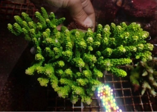 ミドリイシ②(サンゴ)