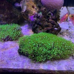 取引き者決定中海水魚サンゴ