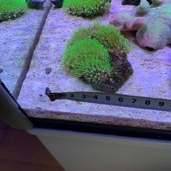 海水魚サンゴの画像