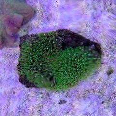 海水魚サンゴの画像