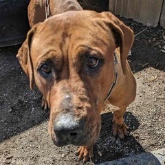 土佐犬の女の子　はなちゃん　幸せになれる家庭を探しています。