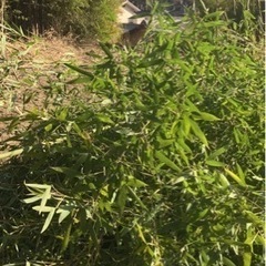 ありがとうございました。受付終了。細い竹　伐採したての青竹　乾燥した竹