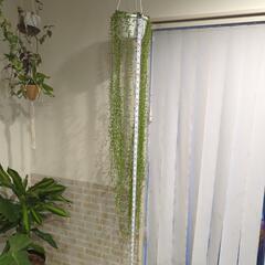 (植物)3ヶ月ネックレス、多肉植物です!!