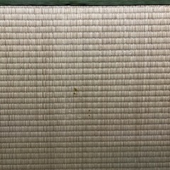 たたみ2畳(半畳✖️4)の画像