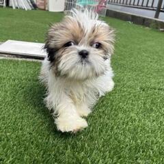 シーズー　元気で活発な子犬　２か月お気に入りに登録する