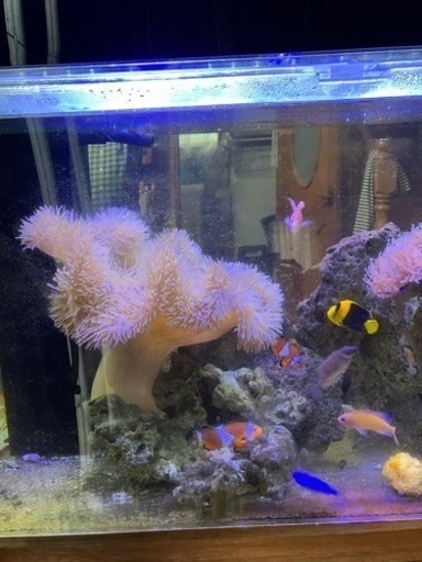 海水魚　ハタゴイソギンチャク（約25センチ前後）