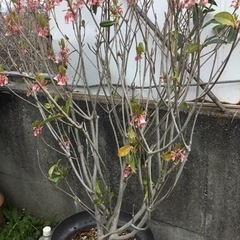 ＊ピンクシャンデリア　１２０センチ＊の画像