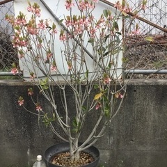 ＊ピンクシャンデリア　１２０センチ＊の画像