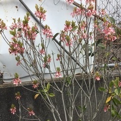 ＊ピンクシャンデリア　１２０センチ＊の画像