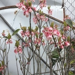 ＊ピンクシャンデリア　１２０センチ＊の画像