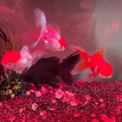 可愛い丹頂の金魚、オランダ、黒出目金です🐟🐠