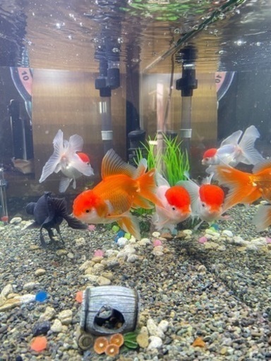 可愛い丹頂の金魚、オランダ、黒出目金です??