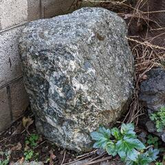 [差し上げます]庭石　景石　池石　飾り石　自然石　溶岩石　[無料]の画像