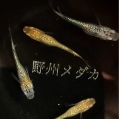 栃木県 宇都宮市のゾウリムシの中古が安い！激安で譲ります