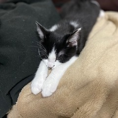 ハチワレ猫くん（2歳）里親募集 - 猫