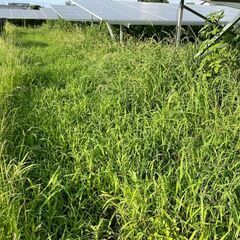 太陽光発電所(建設予定地含む)除草スタッフ募集　日払い