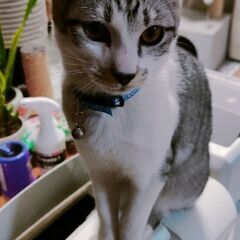 里親募集停止