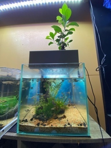 観葉植物付水槽セット+国産グッピー約60匹
