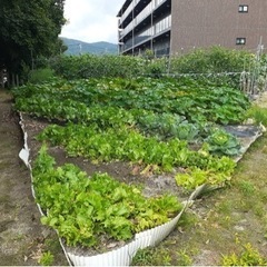 貸し農園の中古が安い！激安で譲ります・無料であげます｜ジモティー