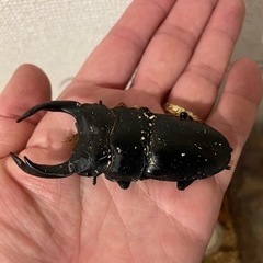 国産オオクワガタの画像