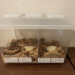 国産オオクワガタ