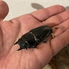 国産オオクワガタの画像