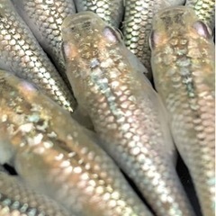 サボテンメダカ🌵10匹セット！残りワンセット！メダカ　めだか　睡...