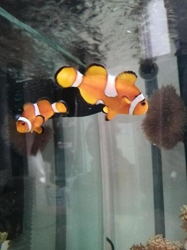 カクレクマノミ①