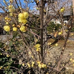 はっぴぃー体操教室 - 京都市
