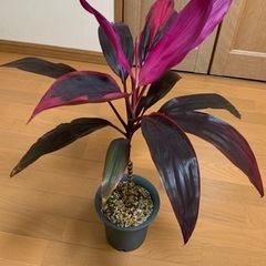 コルジリネ☆育てやすいです