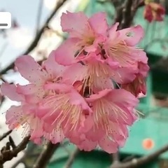 ポケモンGOフレンド募集