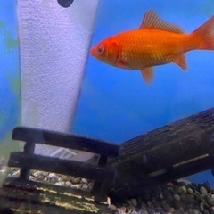 決まりました★ 金魚貰って下さい。
