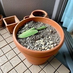 植木鉢　大型　複数
