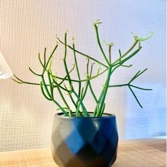 お得！鉢付！オシャレ観葉植物！ユーフォルビア！室内用養土でお世話...