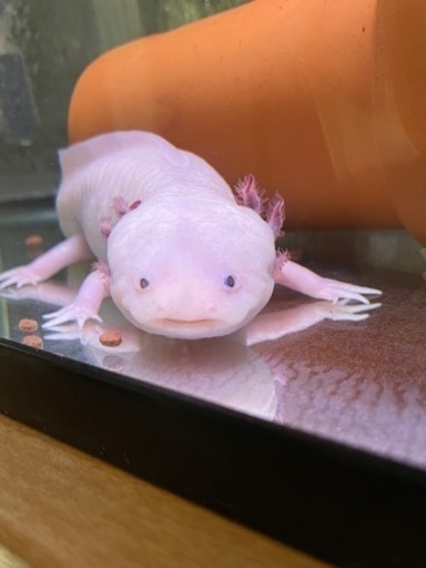 水族館レベル❓のＢＩＧなウーパールーパー?２６cm±❗️❗️