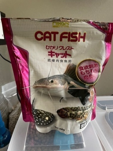 水族館レベル❓のＢＩＧなウーパールーパー?２６cm±❗️❗️
