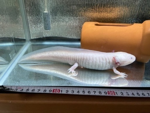水族館レベル❓のＢＩＧなウーパールーパー?２６cm±❗️❗️