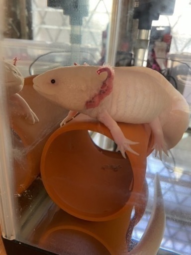 水族館レベル❓のＢＩＧなウーパールーパー?２６cm±❗️❗️