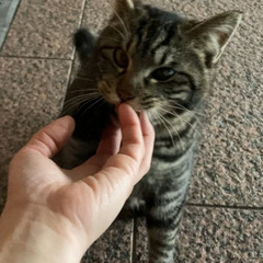 去勢手術済み　生後6〜8ヶ月くらい　可愛い男の子の猫ちゃんです　人懐っこい甘えん坊　茶色　キジトラ - 里親募集