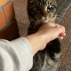去勢手術済み　生後6〜8ヶ月くらい　可愛い男の子の猫ちゃんです　人懐っこい甘えん坊　茶色　キジトラ − 三重県