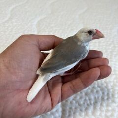 文鳥をお譲りします。（弥富・若鳥・手乗り可）
