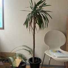 【差し上げます】枯れかけのヤシ