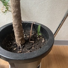 【差し上げます】枯れかけのヤシの画像