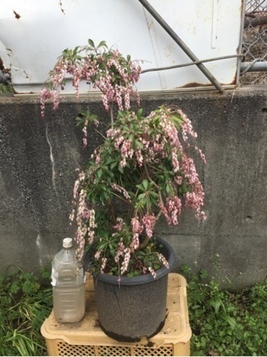 ＊アセビ　紅花　７０センチ＊