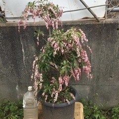 ＊アセビ　紅花　７０センチ＊