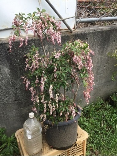 ＊アセビ　紅花　７０センチ＊