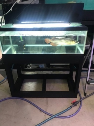 お譲り先決定‼️ アロワナストック水槽‼️ 900水槽セット　上部フィルターデカめです‼️