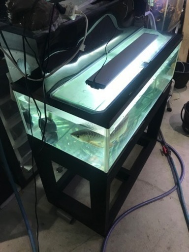 お譲り先決定‼️ アロワナストック水槽‼️ 900水槽セット 上部