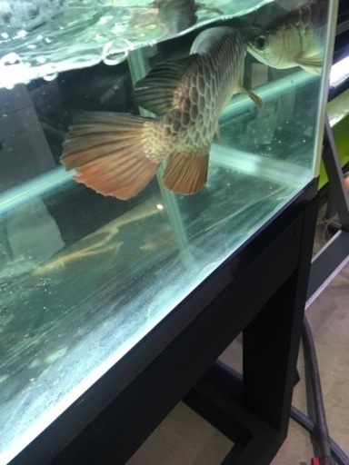 お譲り先決定‼️ アロワナストック水槽‼️ 900水槽セット 上部