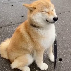 夢をなくしました